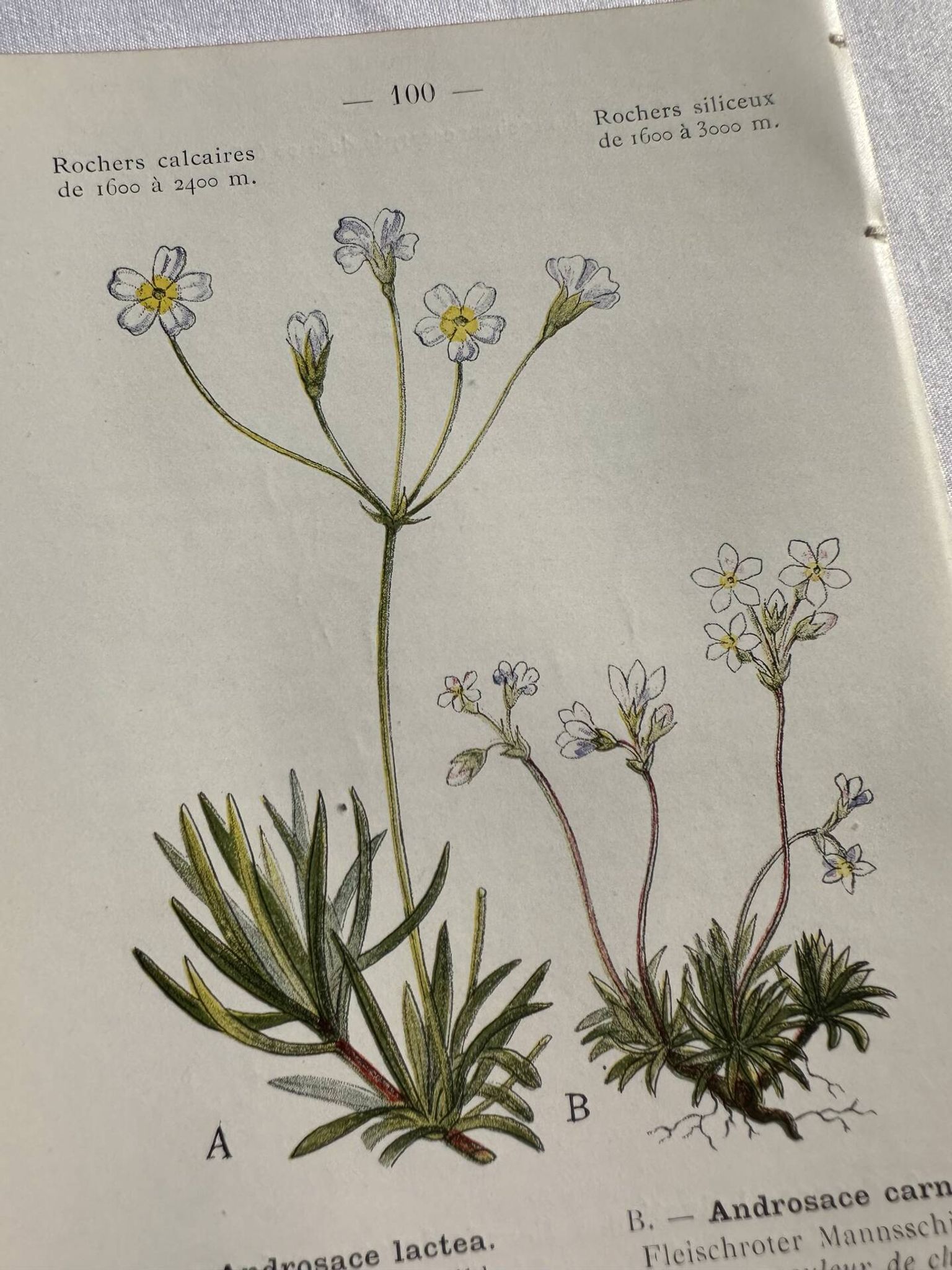 Planche Naturaliste – Gravure botanique ancienne 19eme  recto verso