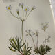 Naturalist Plate – 19th Century Botanical Engraving, Double-Sided