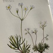 Planche Naturaliste – Gravure botanique ancienne 19eme  recto verso