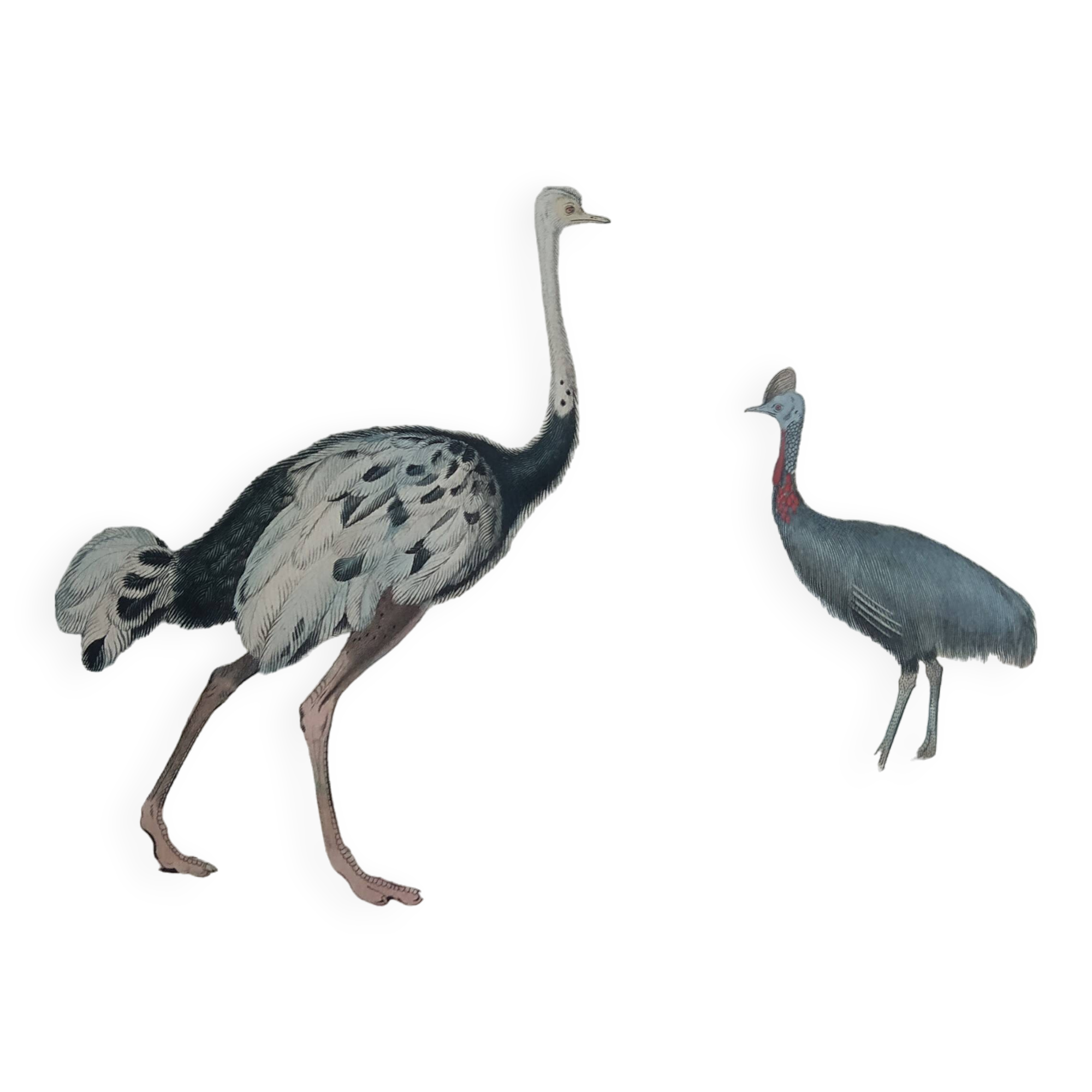Planche Ornithologique Buffon 1838 "Autruche & Casoar"