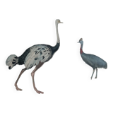 Ornithological Plate Buffon 1838 "Ostrich & Cassowary"
