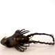 Bronze lobster Okimono Japan circa 1900