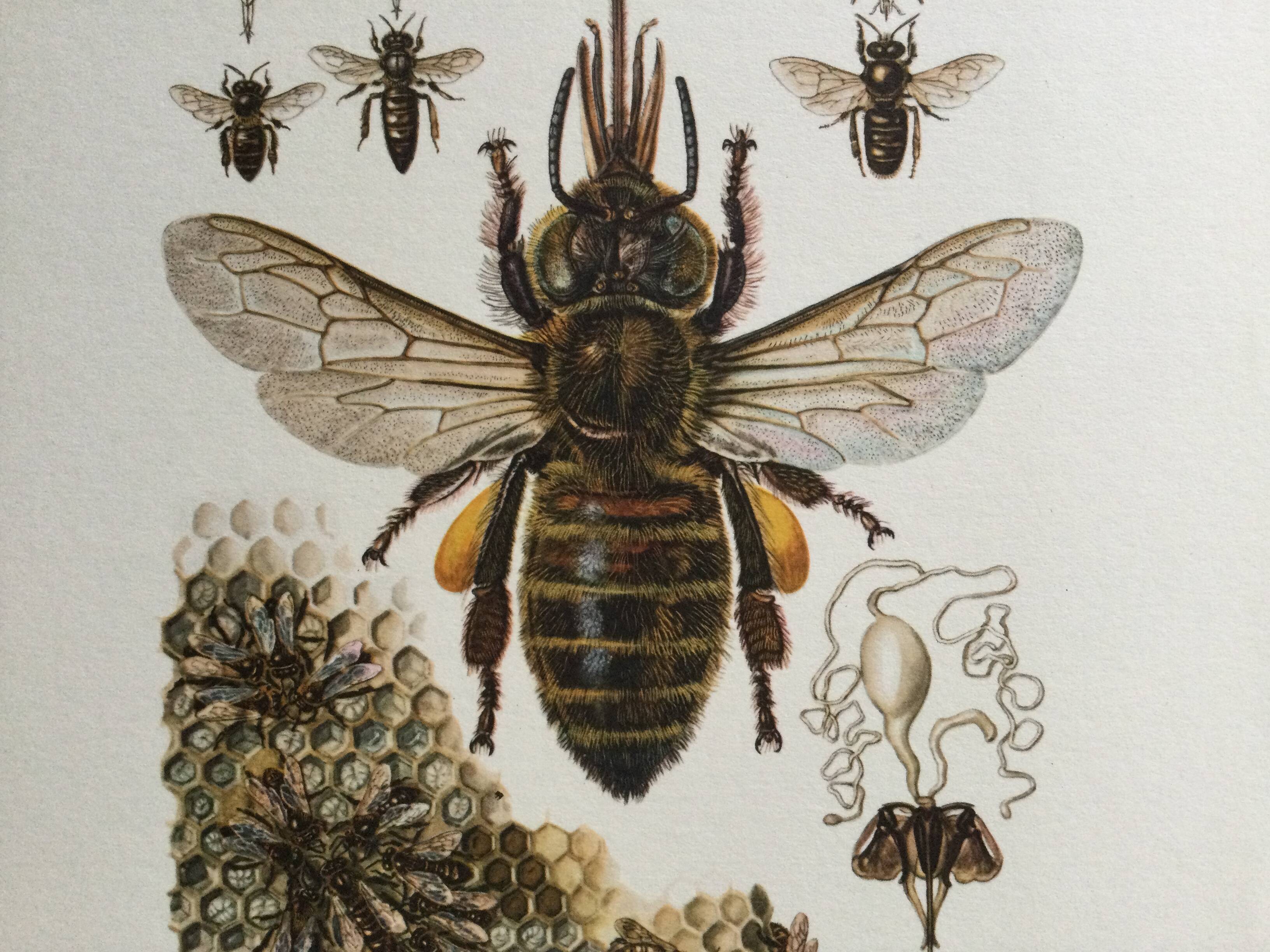 Antique illustration "insects", 1960s