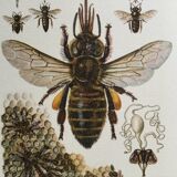 Illustration ancienne "insectes", années 60