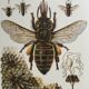 Antique illustration "insects", 1960s