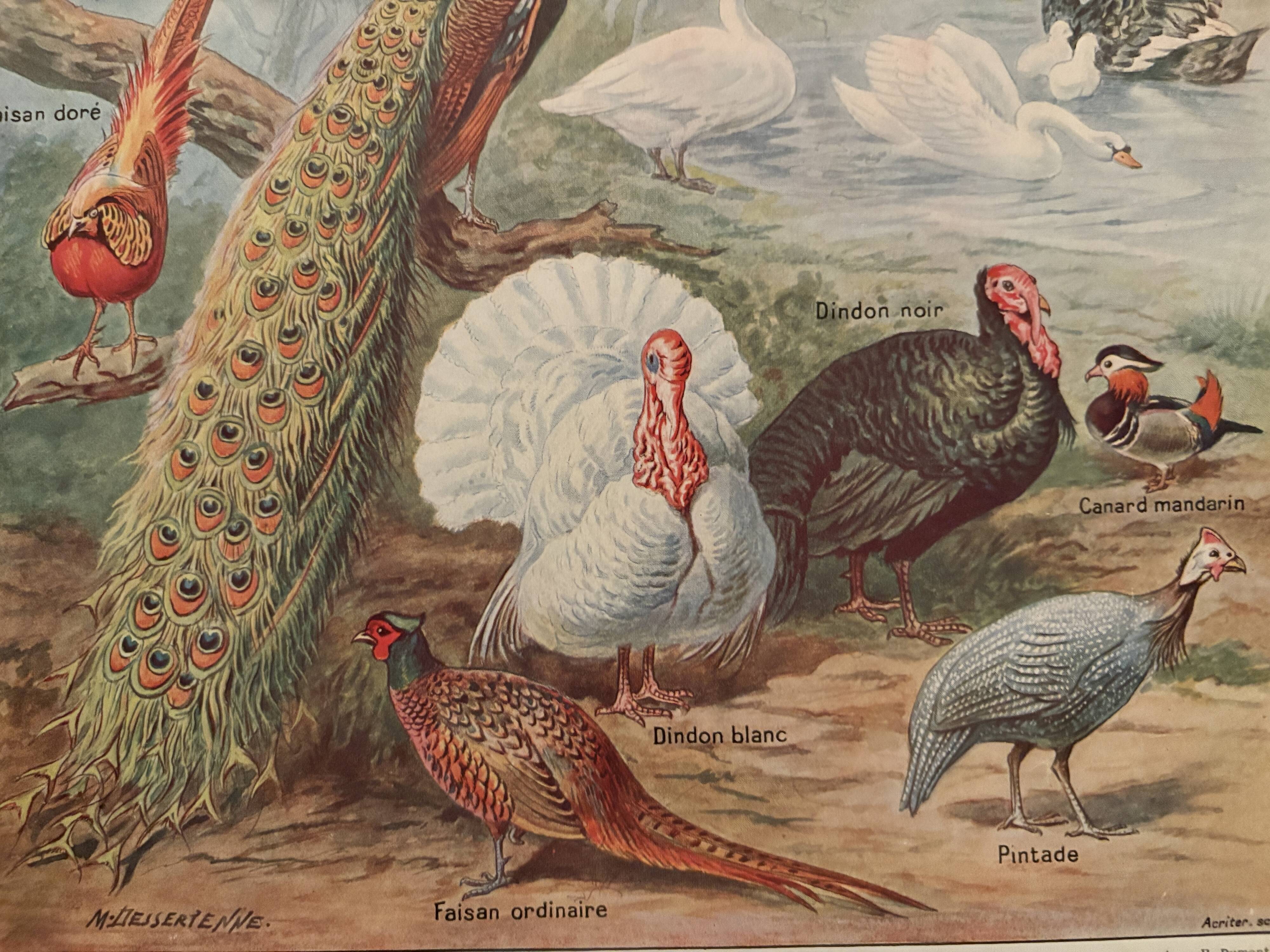 Vintage illustrated plate of farmyard birds - 1920