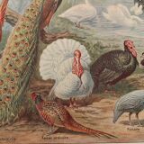 Vintage illustrated plate of farmyard birds - 1920