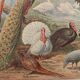 Vintage illustrated plate of farmyard birds - 1920