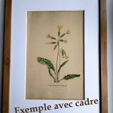 Botany - Old illustration from 1948 by H.Strache - Centaury watercolor