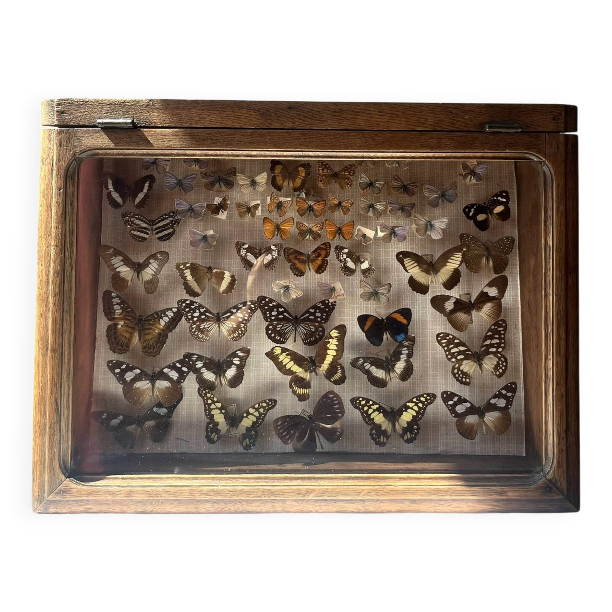 Vitrine / Collection de papillons anciens - 62 papillons