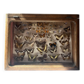 Showcase / Collection of antique butterflies - 62 butterflies