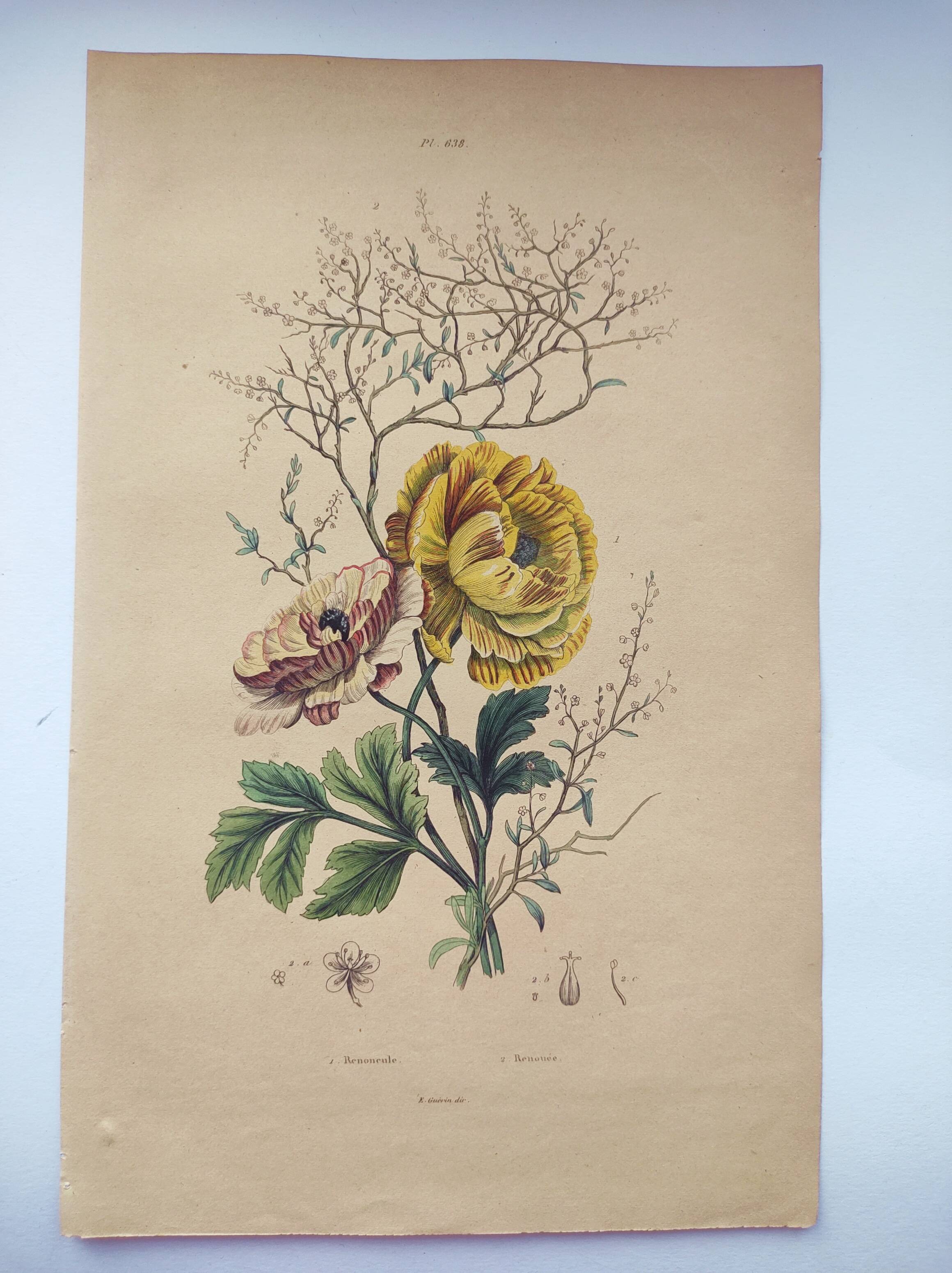 Original from 1839 - Buttercup and Knotweed - Hand-colored botanical plate. Antique engraving