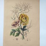 Original de 1839 -Renoncule et Renoué- Planche coloriée à la main botanique. Gravure ancienne