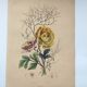 Original from 1839 - Buttercup and Knotweed - Hand-colored botanical plate. Antique engraving
