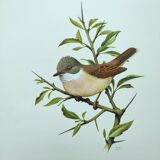 Old bird board 1960s - Gray Warbler - Zoological and ornithological illustration