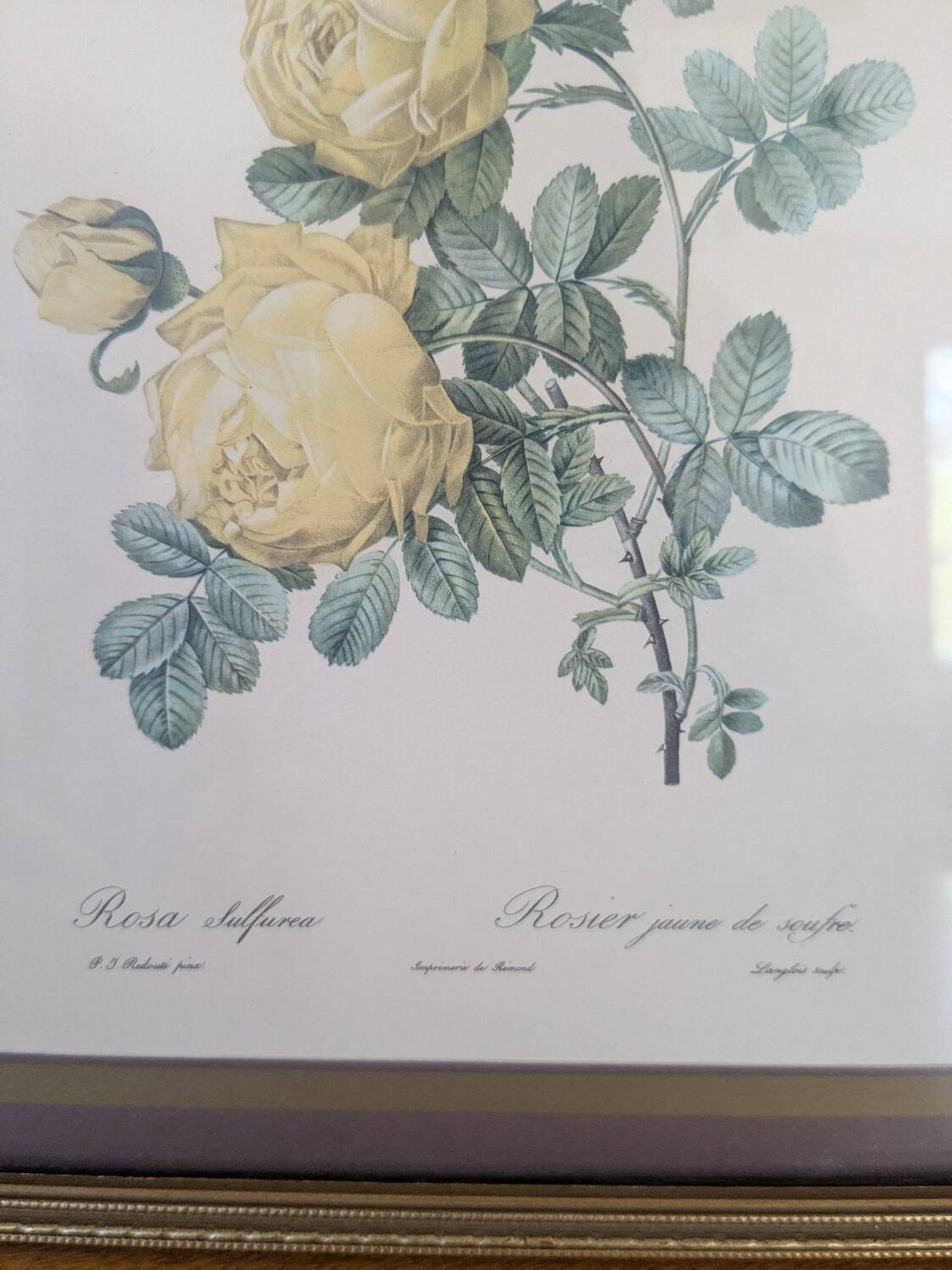 Lithographie rosier jaune de soufre P.J-Redouté