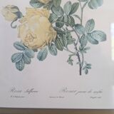 Lithograph of yellow sulphur rose by P.J. Redouté