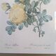 Lithographie rosier jaune de soufre P.J-Redouté