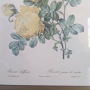 Lithographie rosier jaune de soufre P.J-Redouté