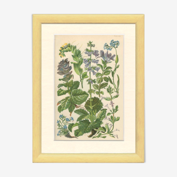 Botanical poster, 1906: annual herbs, boraginaceae