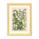 Affiche botanique, 1906, herbes annuelle, boraginaceae