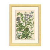 Botanical poster, 1906: annual herbs, boraginaceae