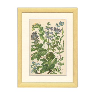 Botanical poster, 1906: annual herbs, boraginaceae