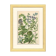 Affiche botanique, 1906, herbes annuelle, boraginaceae