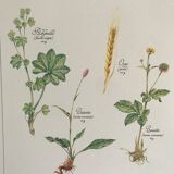 Vintage botanical plank