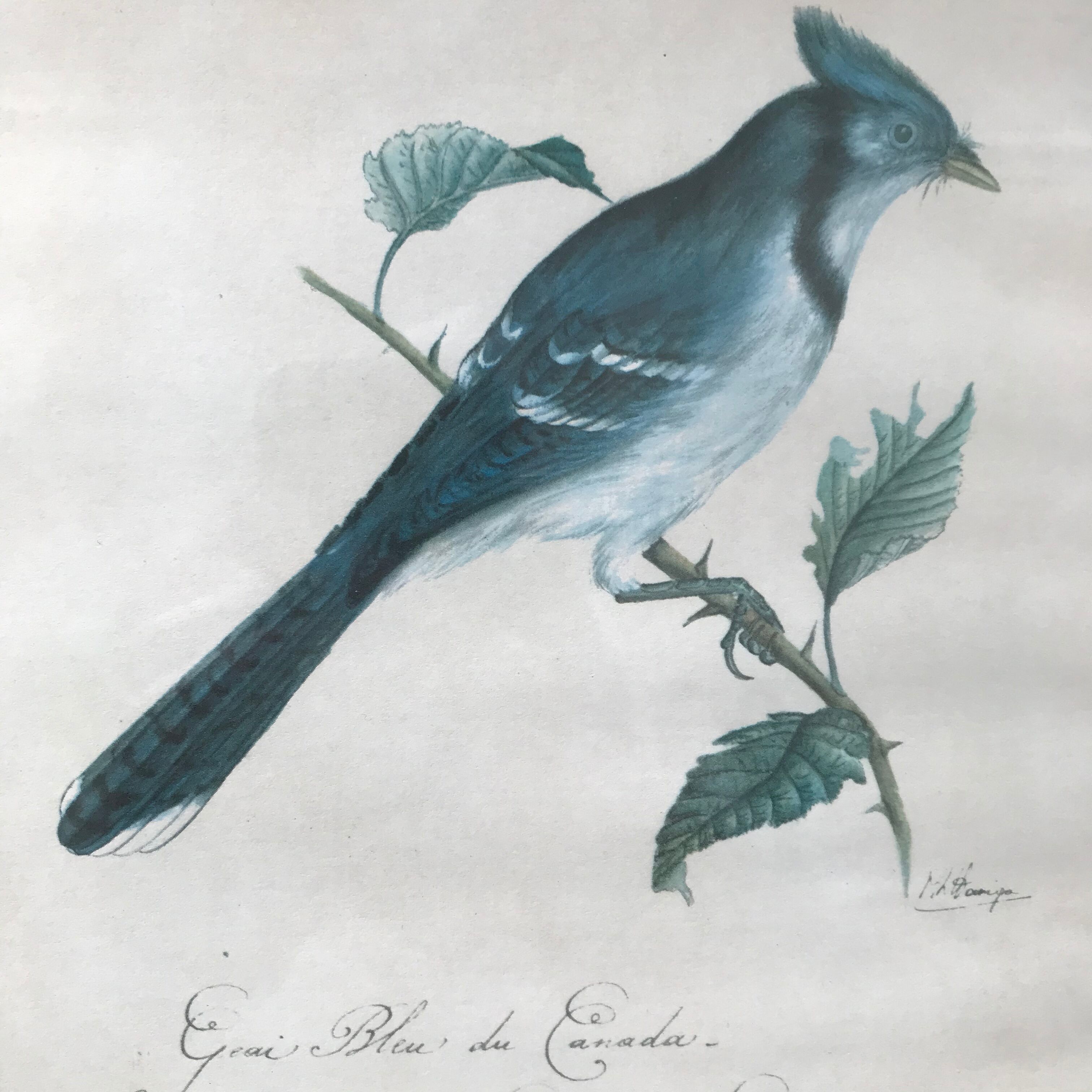 Jay ornithological board