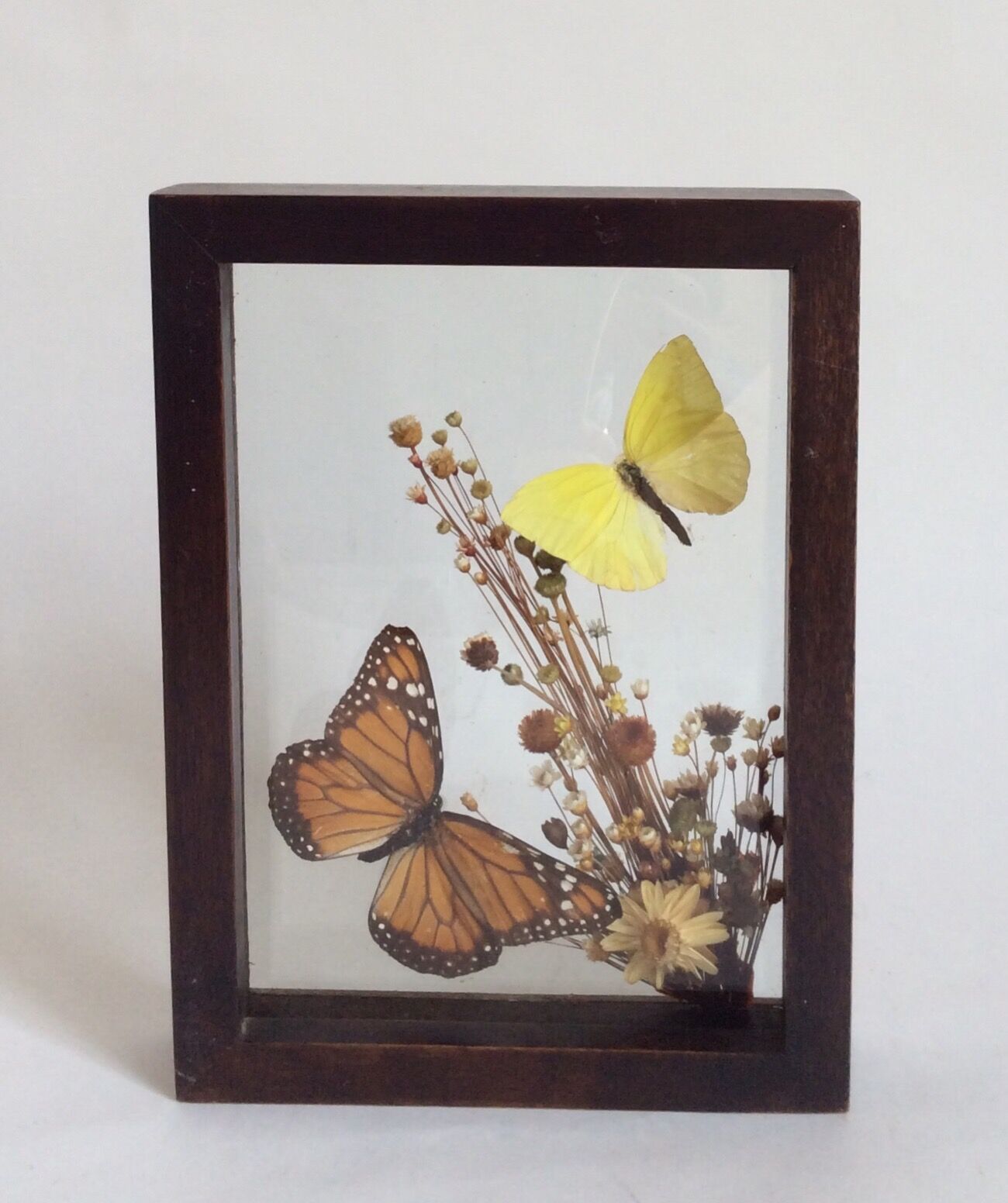 Naturalized butterflies and flowers