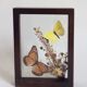 Naturalized butterflies and flowers