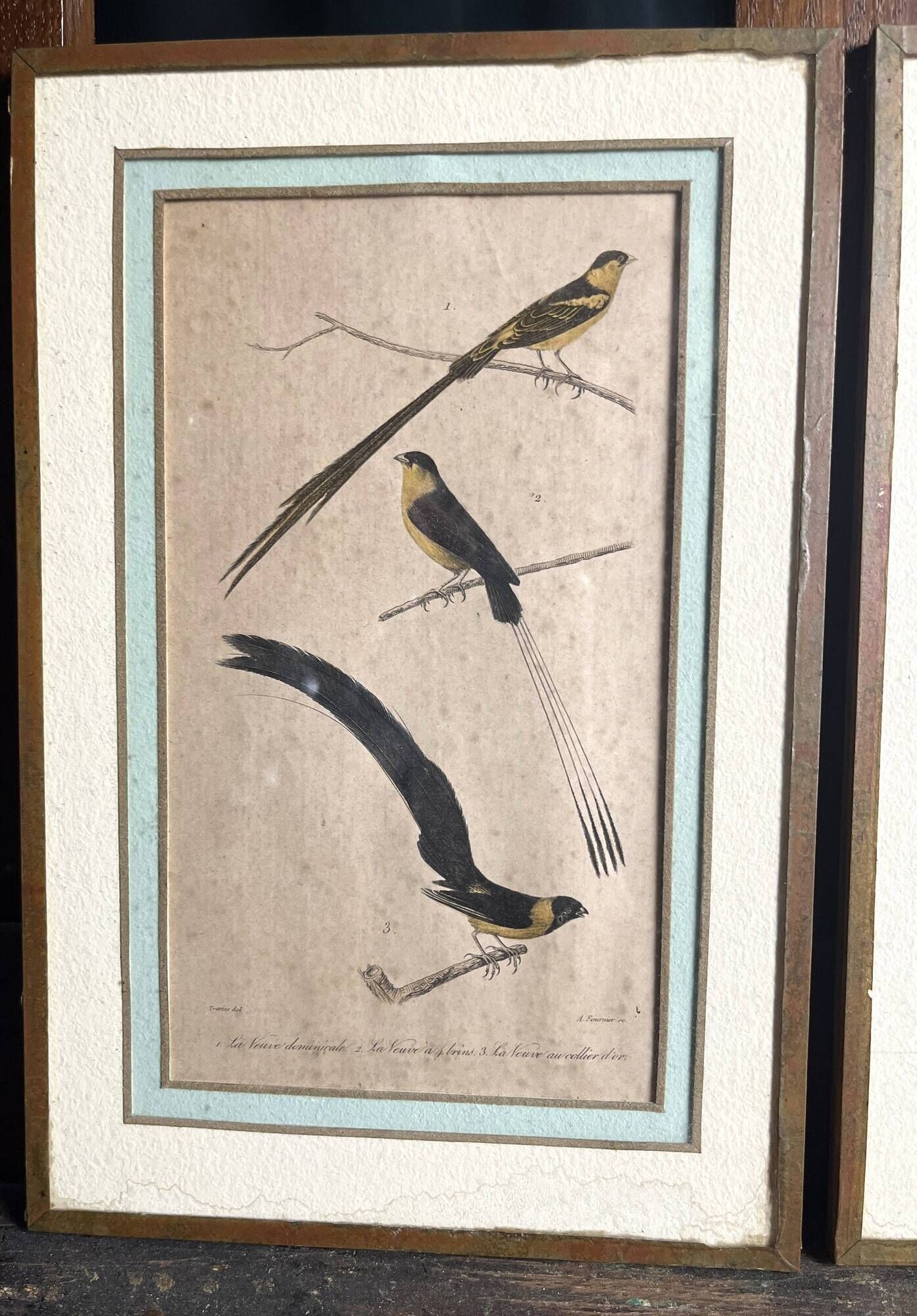 Pair of zoological engravings of birds by Fournier and Perrot, 19th century.