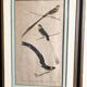Pair of zoological engravings of birds by Fournier and Perrot, 19th century.