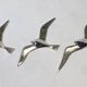 Lot de 3 oiseaux de goéland chromé, 15 - 20 -25 cm