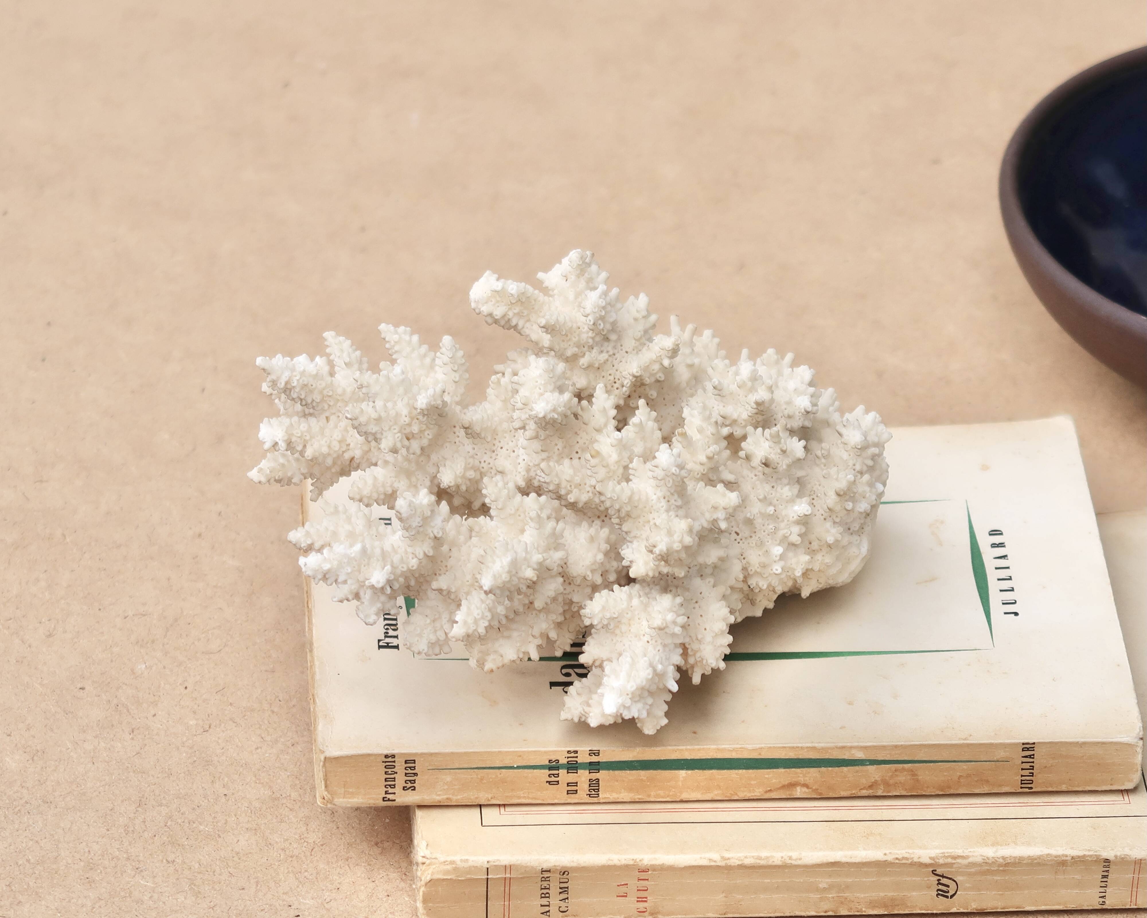 White coral, 50s