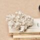 White coral, 50s