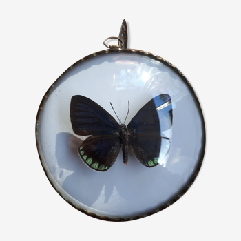 Naturalized butterfly framed in an ancient domed frame