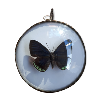 Papillon naturalisé encadré dans un cadre bombé ancien