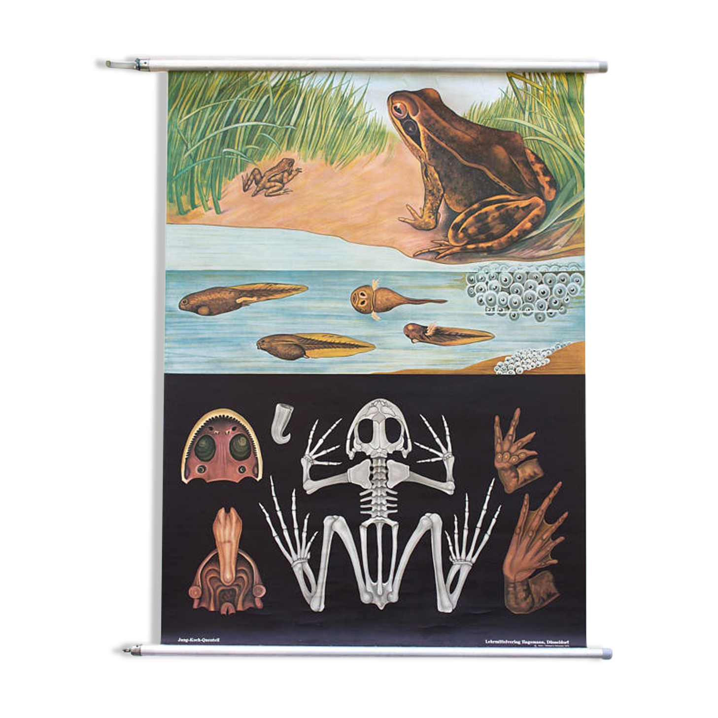 Jung-Koch-Quentell School Poster, Frog, 1974