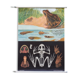 Jung-Koch-Quentell School Poster, Frog, 1974