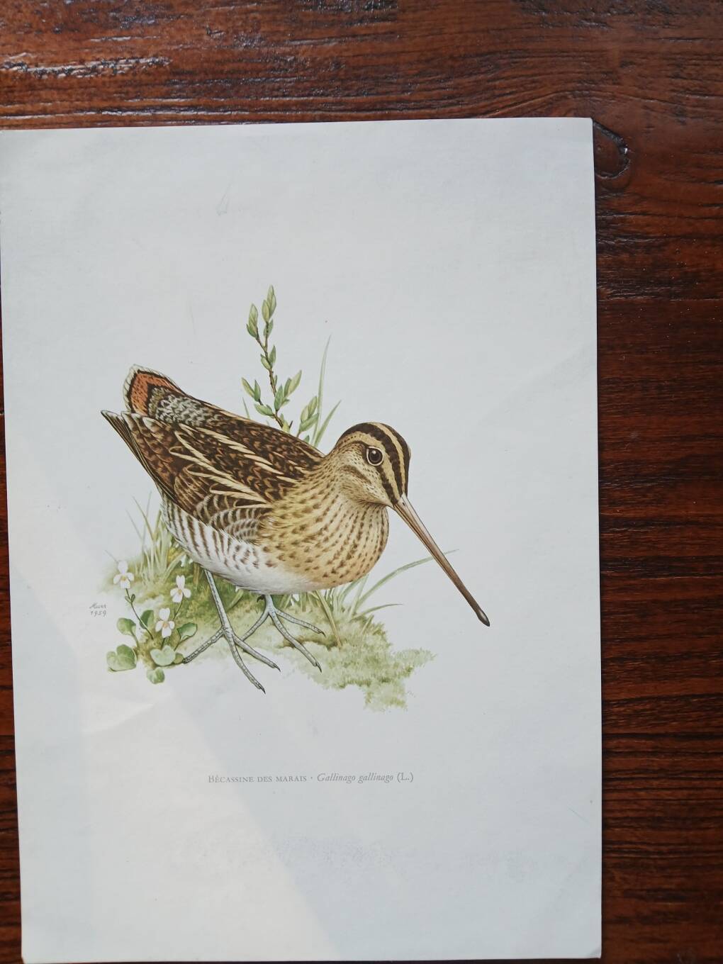 Set of 3 zoological posters birds - turtledoves - snipe