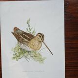 Set of 3 zoological posters birds - turtledoves - snipe