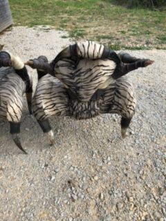Set of 2 ethnic buffalo horn armchairs