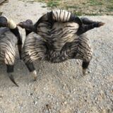 Ensemble de 2 fauteuils ethniques en cornes de buffles