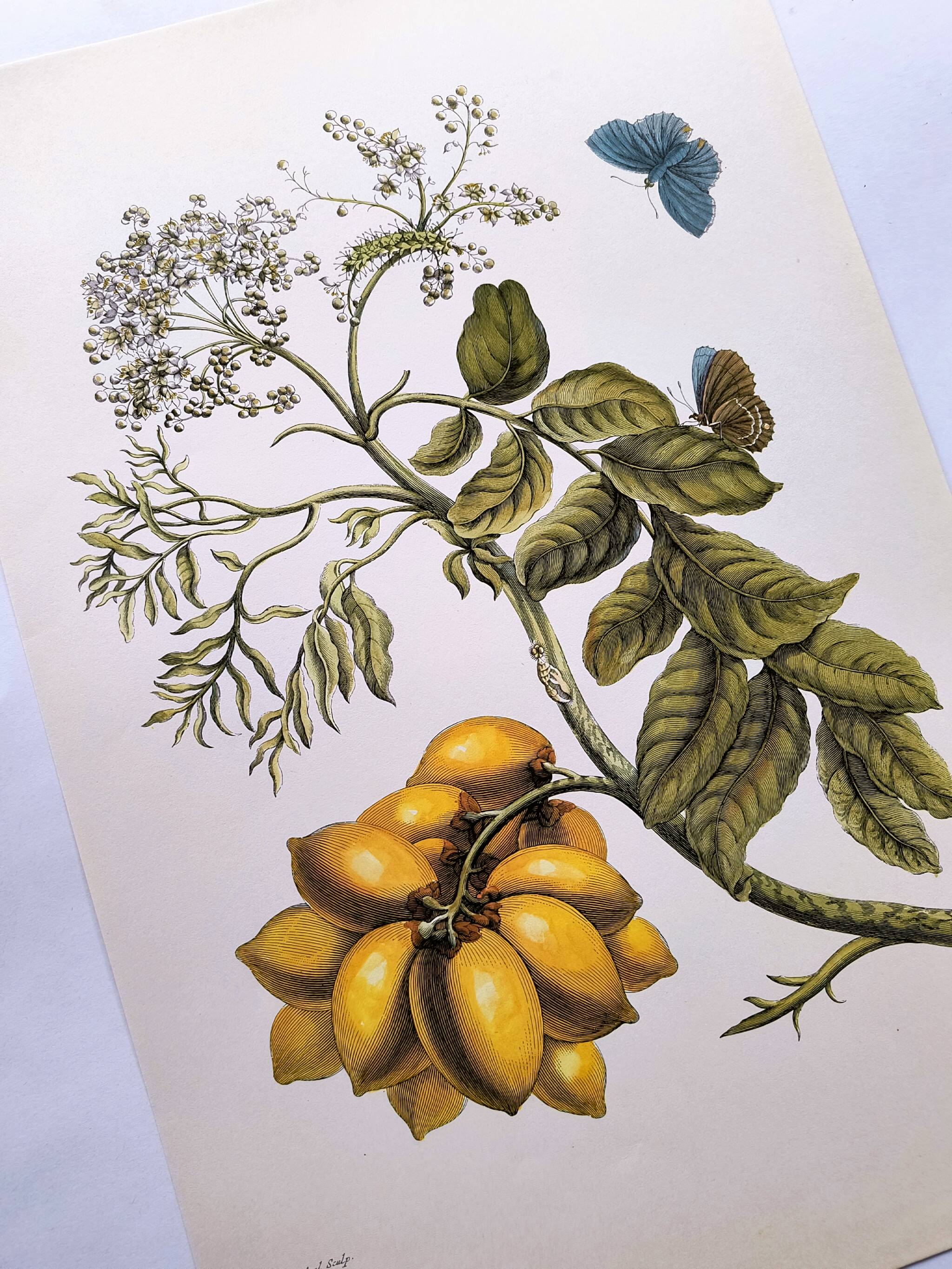 Vintage illustration - Plant with golden fruits by Merian. Antique plate