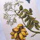 Vintage illustration - Plant with golden fruits by Merian. Antique plate