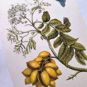 Vintage illustration - Plant with golden fruits by Merian. Antique plate