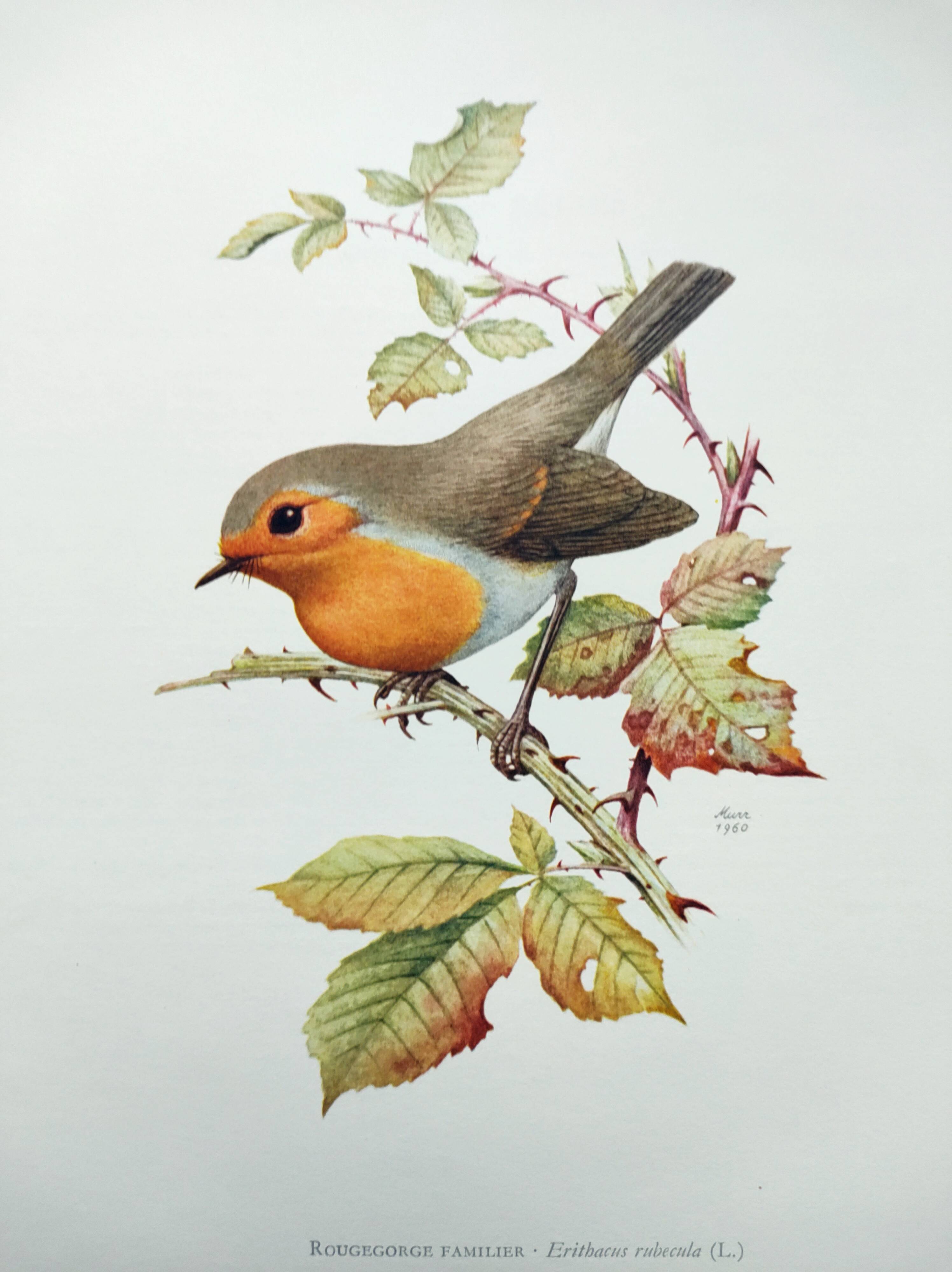 Old bird board 1960s - Familiar robin - Animal illustration