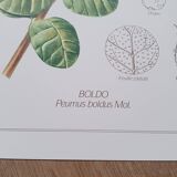 Set of 3 botanical plates "Yellow"- LPR22051B